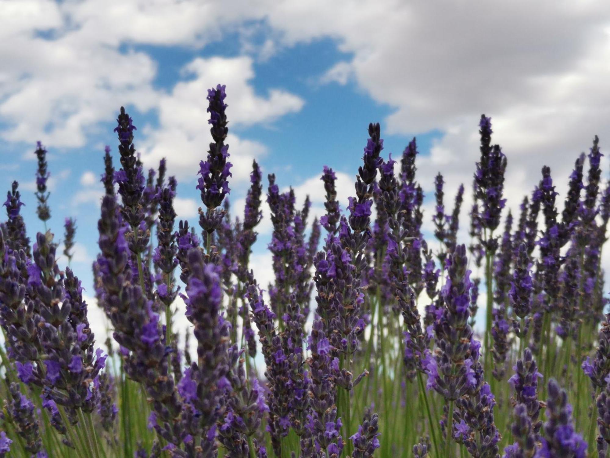 Gite En Provence Lavande Modene Екстер'єр фото