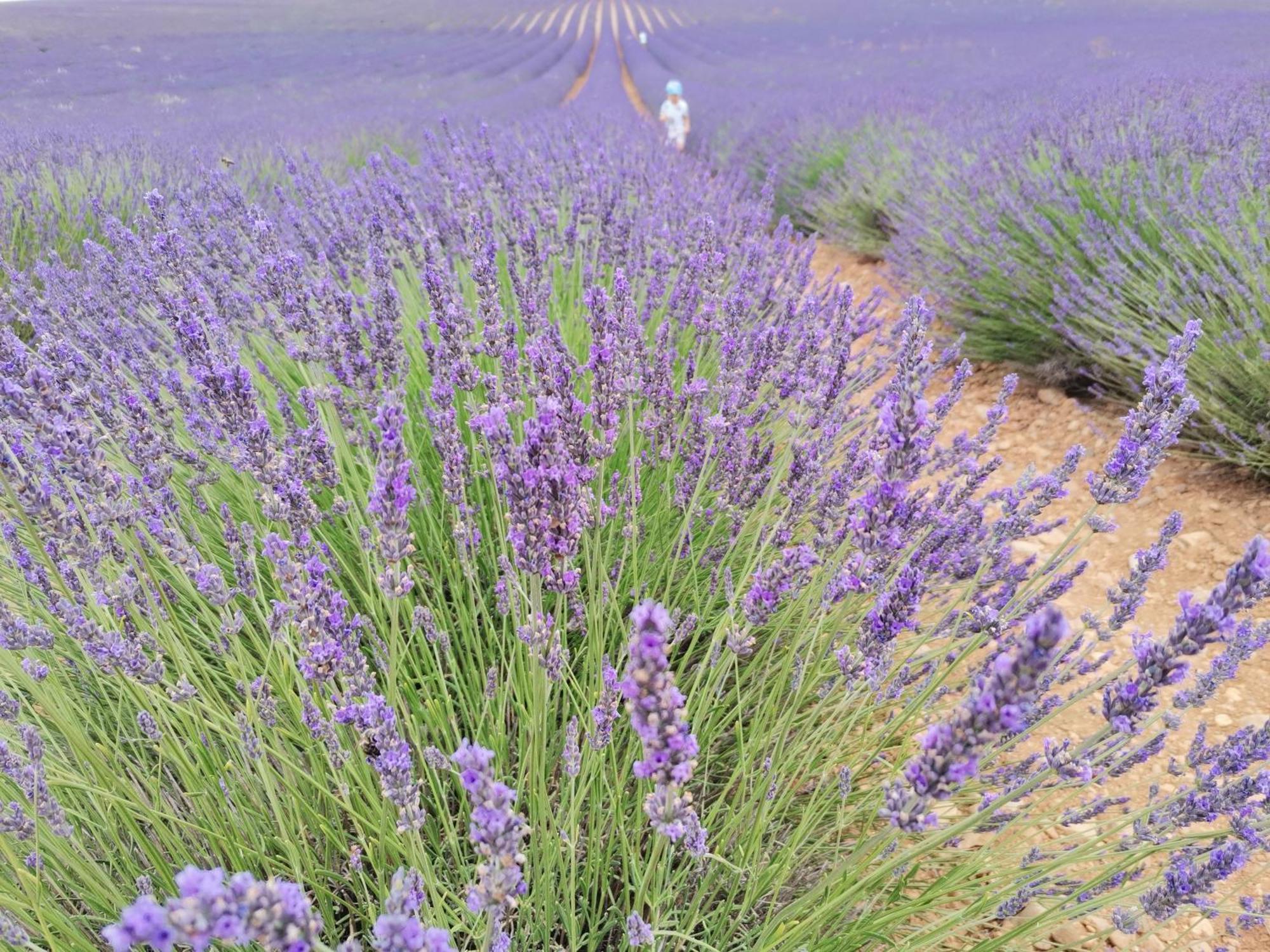 Gite En Provence Lavande Modene Екстер'єр фото
